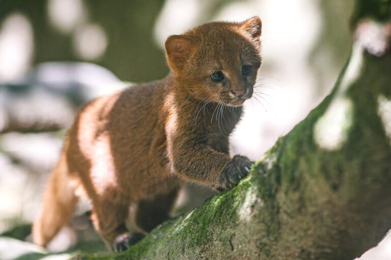 Pražská ZOO: Dvojčata jaguarundi v Zoo Praha 