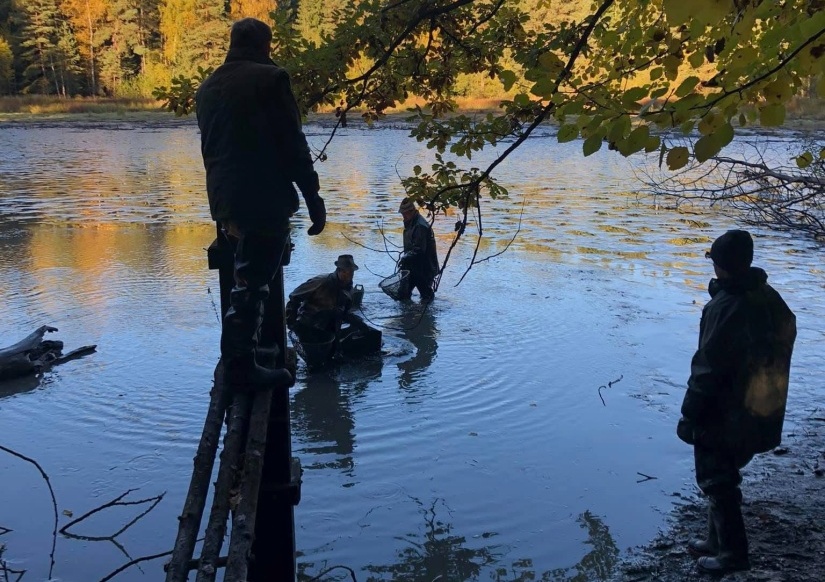 Nově vysazený bio kapr z jižních Čech míří před Vánoci do vybraných čtyř pražských restaurací