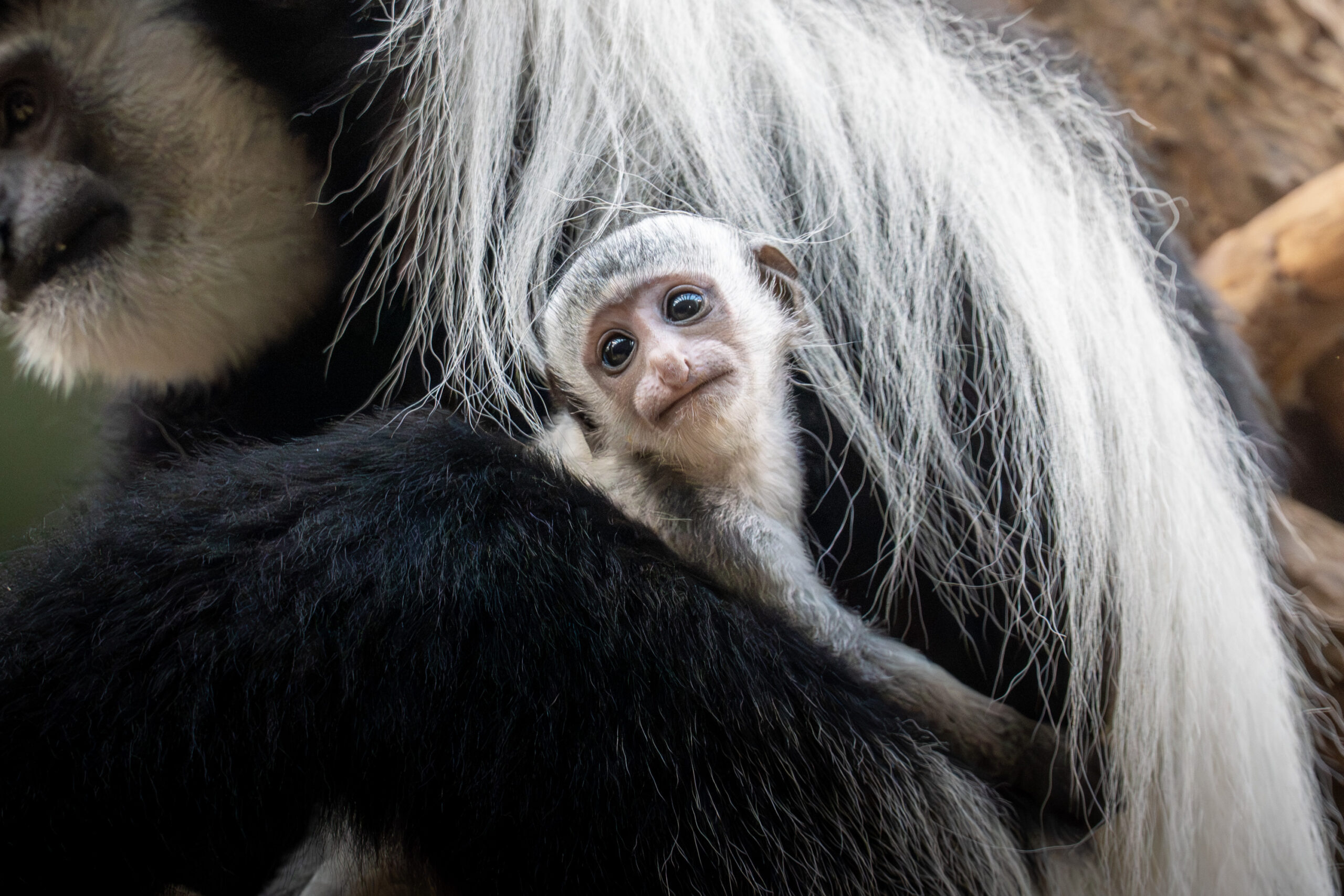 Pražská ZOO: Zářijové mládě guerézy pláštíkové začíná tmavnout