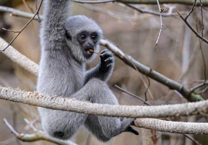 Pražská Zoo: Mládě gibona stříbrného dostalo symbolické jméno Bayu