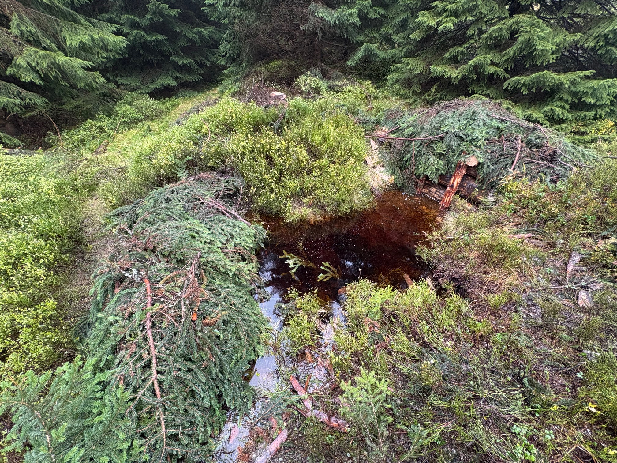 Vítězství v Adapterra Awards pomáhá dalšímu zadržování vody v Krkonoších