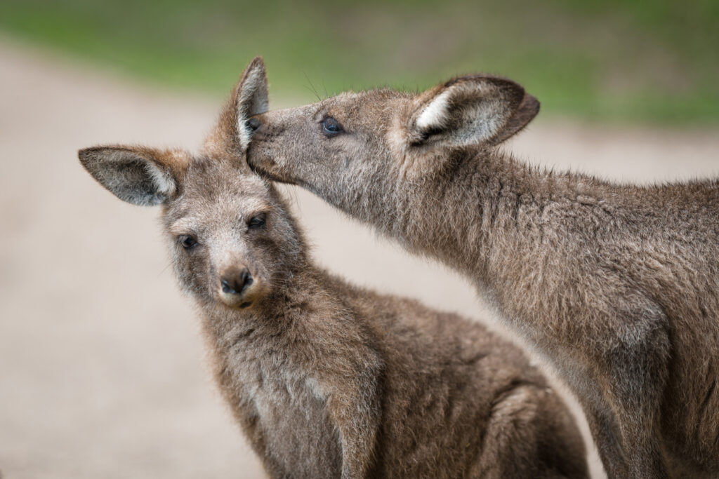 Valentýn i masopust v pražské ZOO: Valentýnská krmení doplní masopustní hody a masky se vstupem za 1 Kč!