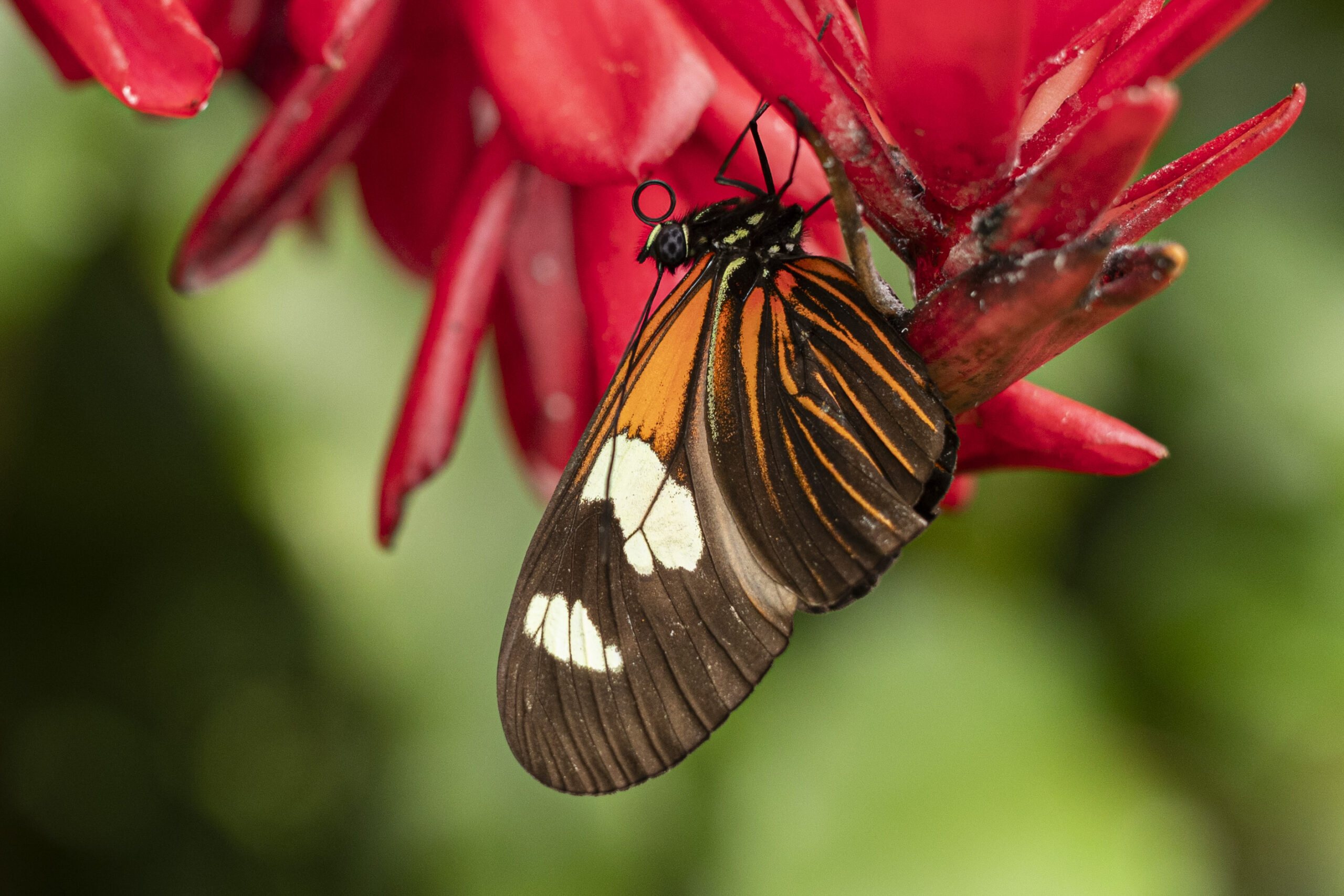 V Botanické zahradě Praha v Troji probíhá oblíbená výstava živých tropických motýlů ve skleníku Fata Morgana